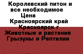 Королевский питон и все необходимое  › Цена ­ 12 500 - Красноярский край, Красноярск г. Животные и растения » Грызуны и Рептилии   
